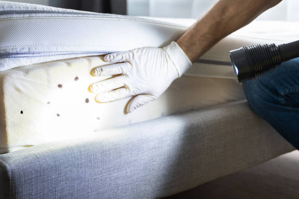 Best Rat Extermination Near Me  in New Deal, TX